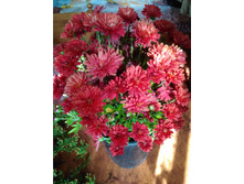 ���������� ����������� branroyal red No6