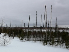 IMG 20210320 120349.jpg