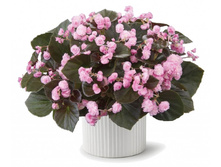 4 ������� Doublet Pink.jpg