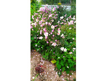 IMG 20200828 172746.jpg