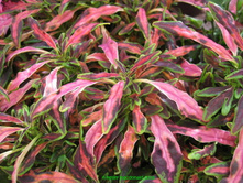 ������ ������������ the flume