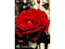 ���� Mr.Lincoln ���������� �/�, 251,11��� (������� 6��).jpg