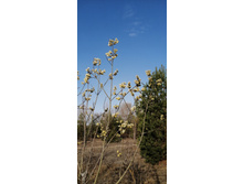 IMG 20210417 081039.jpg