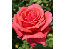 ���� Red Incense ���������� �/�, 251,11��� (������� 12��).jpg