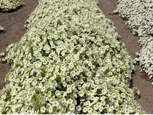 ��������� �����