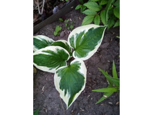 ����� ������� � ����� �����