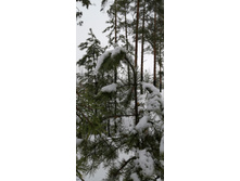 IMG 20210403 094627.jpg