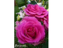 ���� Pavarotti ���������� �/�, 251,11��� (������� 1��).jpeg