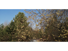 IMG 20210417 075256.jpg