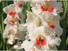 ����� ���.jpeg