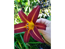 �������� ����-�������