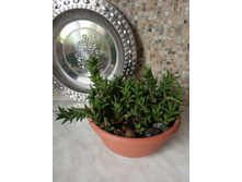 �������� ���������� .�������� ��������