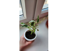 ����� ���������� �����