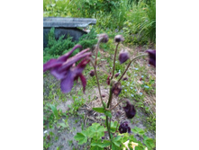 ��������� �����