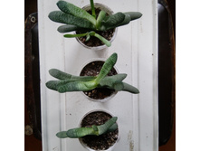 IMG 20210404 121553[1].jpg