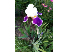 ���� �����