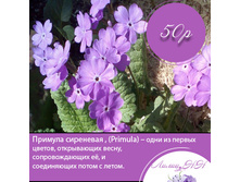 ������� ���������.jpg