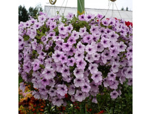 �����-�������