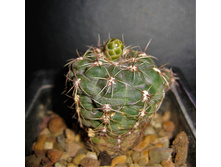 Gymnocalycium andrae bud