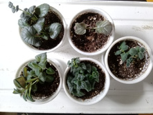 IMG 20210404 125644[1].jpg