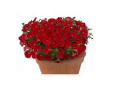 ���� �������� ����� ���