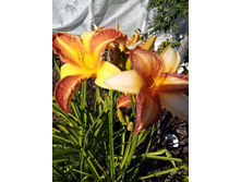 �������� �����������