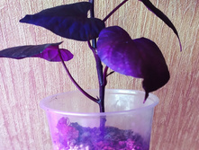 IMG 20210402 133754.jpg