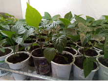 ����� �������