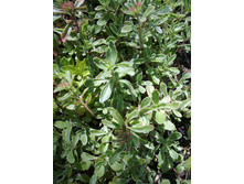 ������ ��������