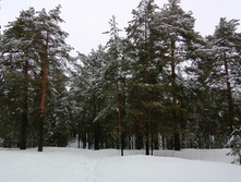 IMG 20210403 083756.jpg