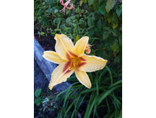 �������� ����������