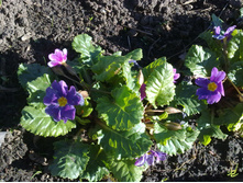 ������� ����������