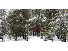 IMG 20210403 082037.jpg