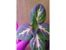 IMG 20210402 133817.jpg