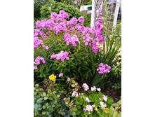 ����� ����������� ���������