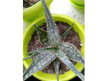 IMG 20210404 121001[1].jpg