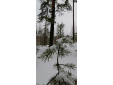 IMG 20210403 094736.jpg