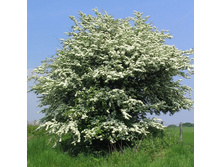 ��������� ������������� ��������+21�