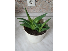 ���� ���������. ��������. 3 �� � ������ 100 �. ��� ����������� �� ������ 50 �