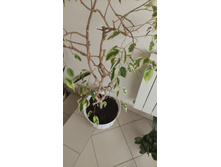 ���������� ��������, ������ ����.