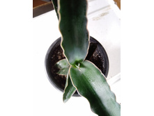 IMG 20210404 122700[1].jpg