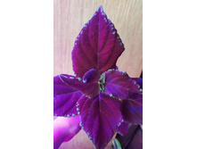 IMG 20210402 133806.jpg