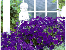 ����� ���