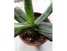 IMG 20210404 121238[1].jpg