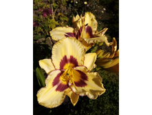 �������� ������-�������