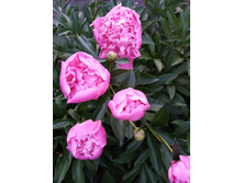 ���� �������