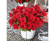 ��������� �������