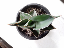 IMG 20210404 123232[1].jpg