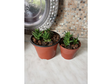 �������� ���������� . 80 �