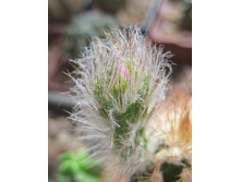 Echinocereus baileyi
